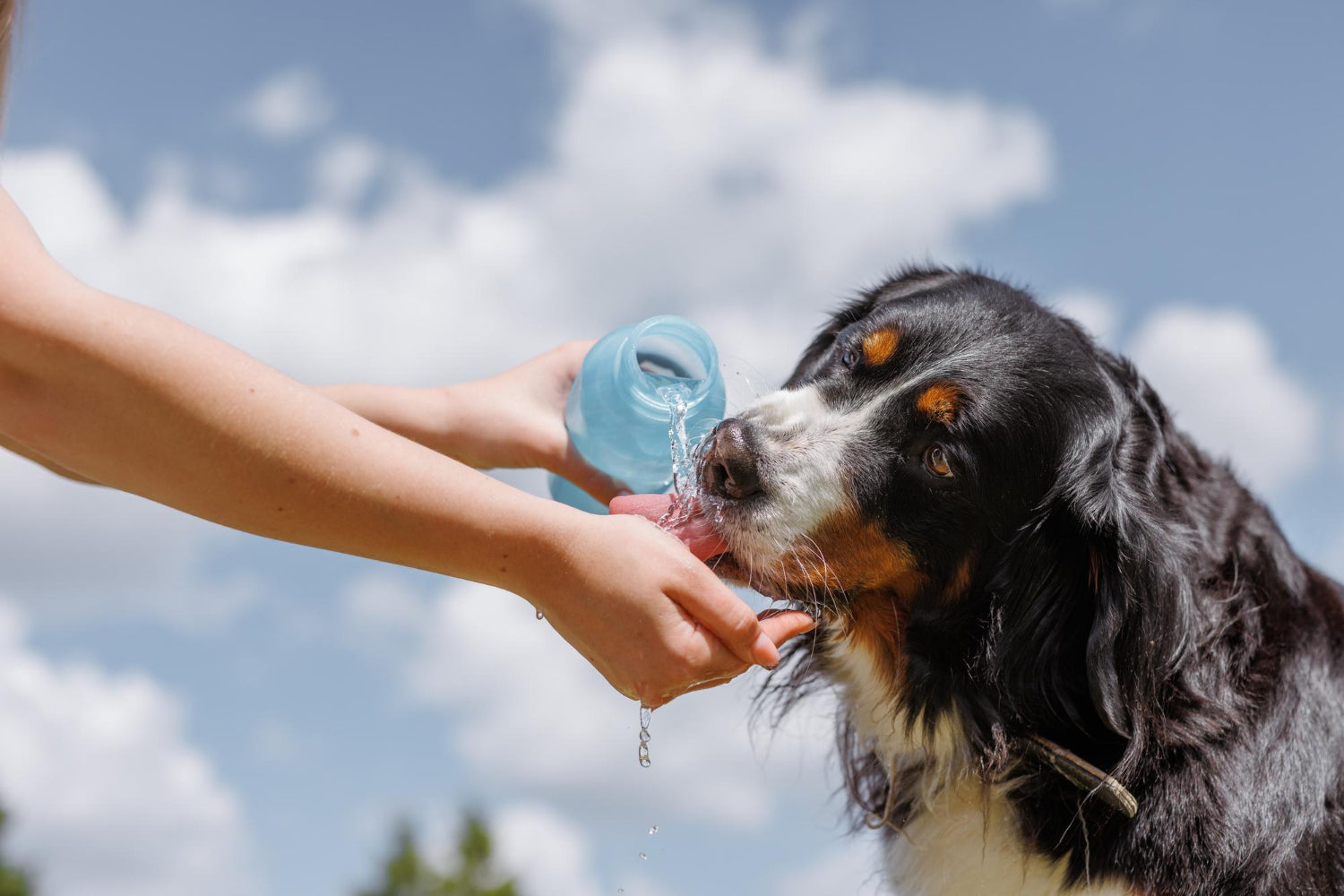 A dog drinks water from a plastic bottle Pet owner takes care of his dog on a hot sunny day animal care concept