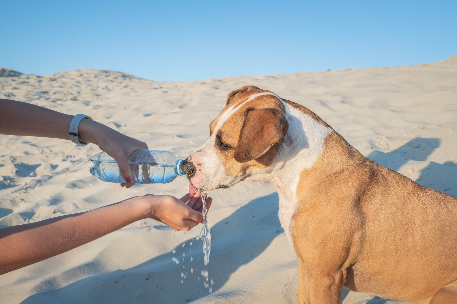 Giving water to a dog. Female hand holds bottle of water for a thirsty pet on hot day outdoors