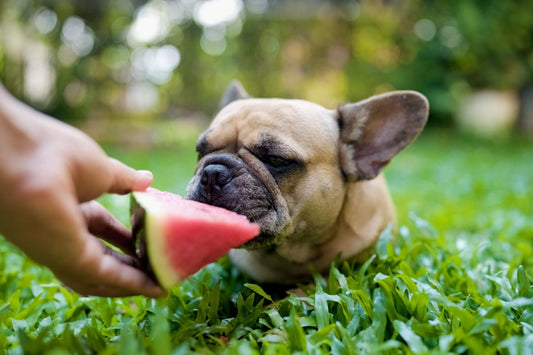 French Bull Dog eating a slice of watermelon in the grass