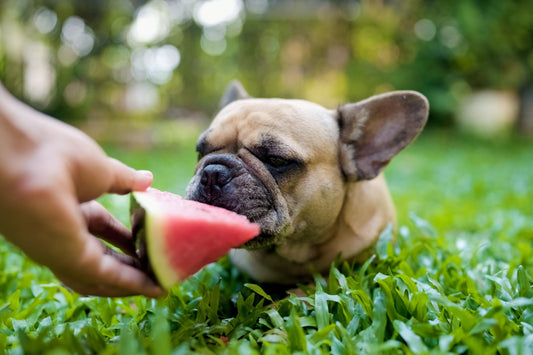 French Bull Dog eating a slice of watermelon in the grass