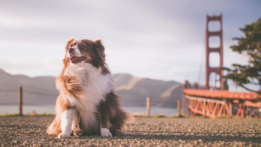 dog in california san francisco with golden gate bridge in the background