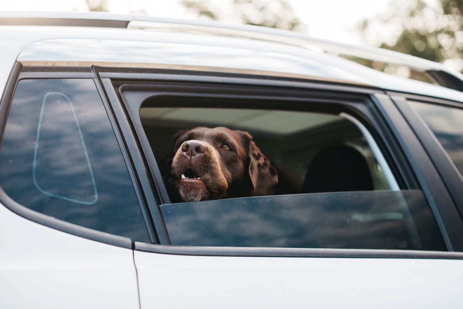 Dog in hot car looking at the window 