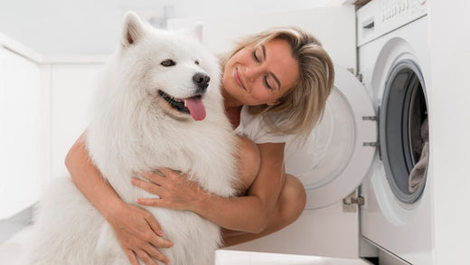 dog in front of a washing machine