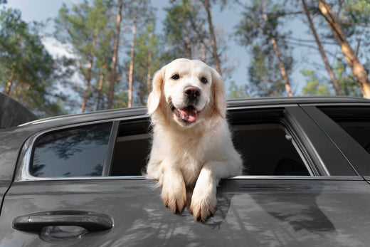 dog looking through the window in a car