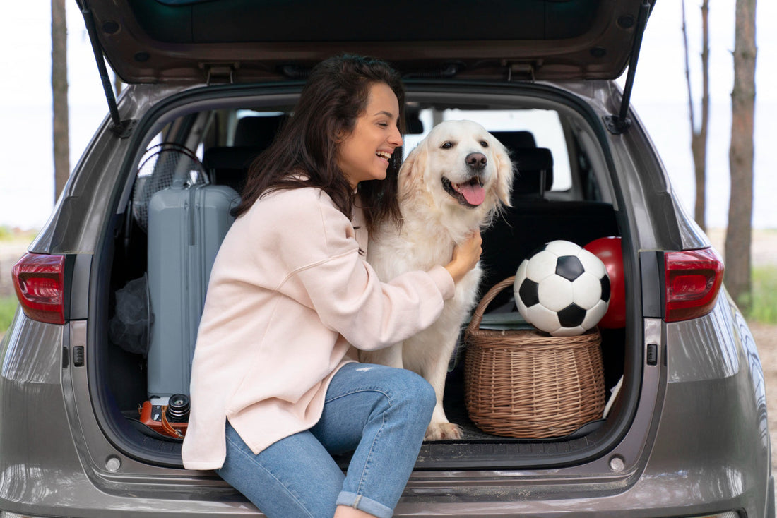 dog in a backseat with travel accessories