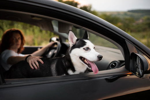 dog looking out the window while in the car