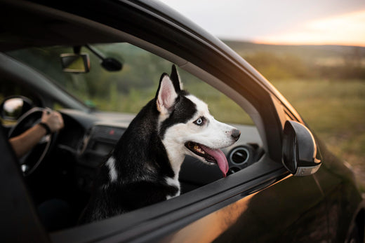 Dog looking outside out of a car window