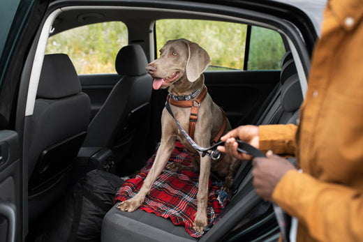 dog sitting in a blanket in a car