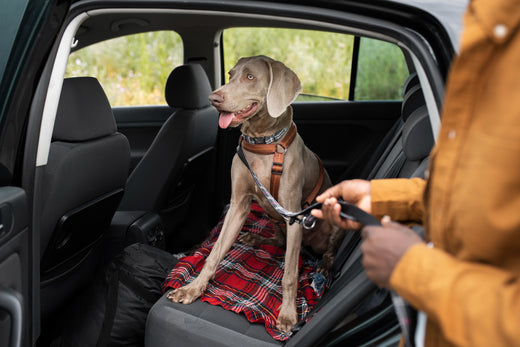 Why is a Hard Bottom Dog Seat Cover Important?