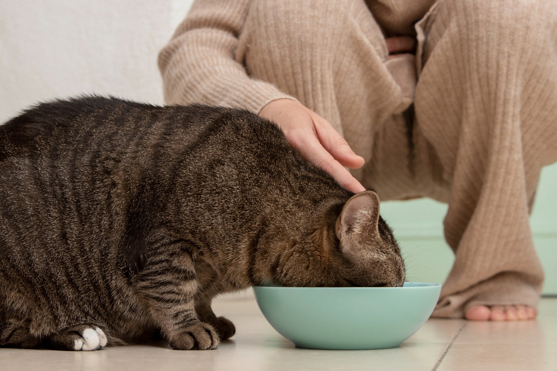 How Many Times a Day Should a Cat Eat?