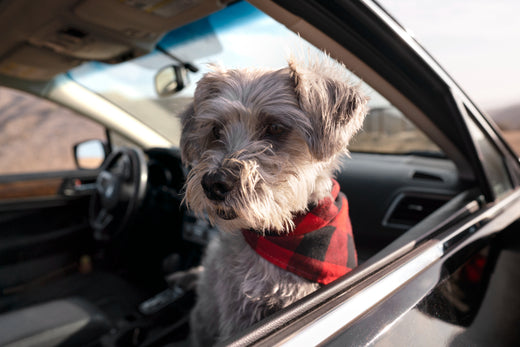 Dog riding a car in a road trip