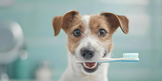 Dog Teeth Cleaning Tips