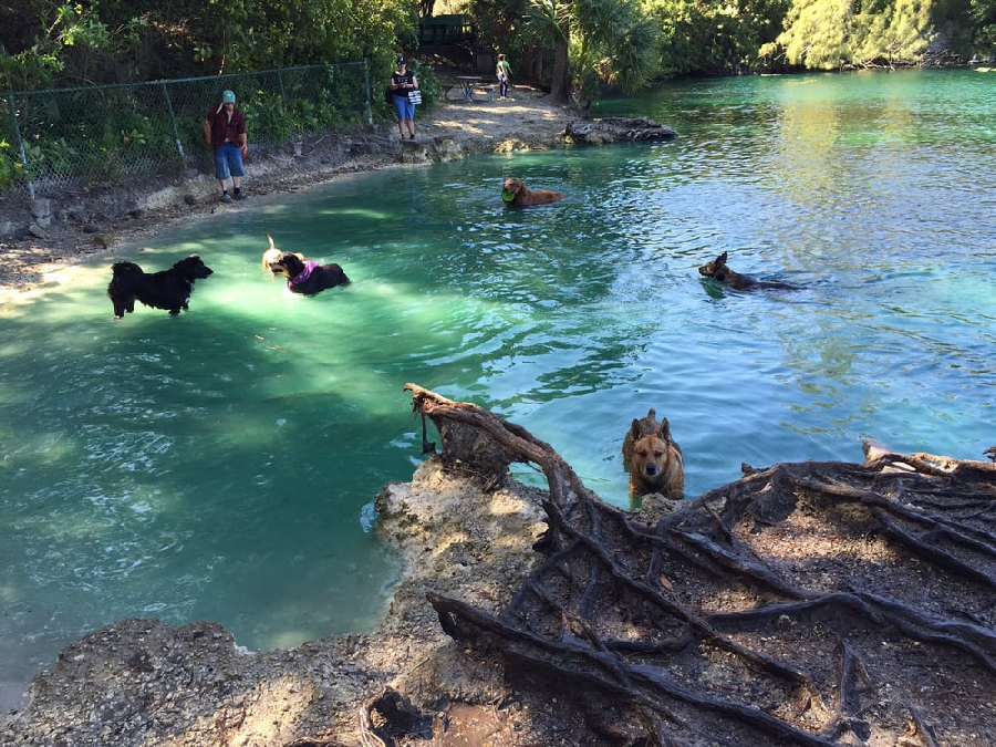 snyder dog lake