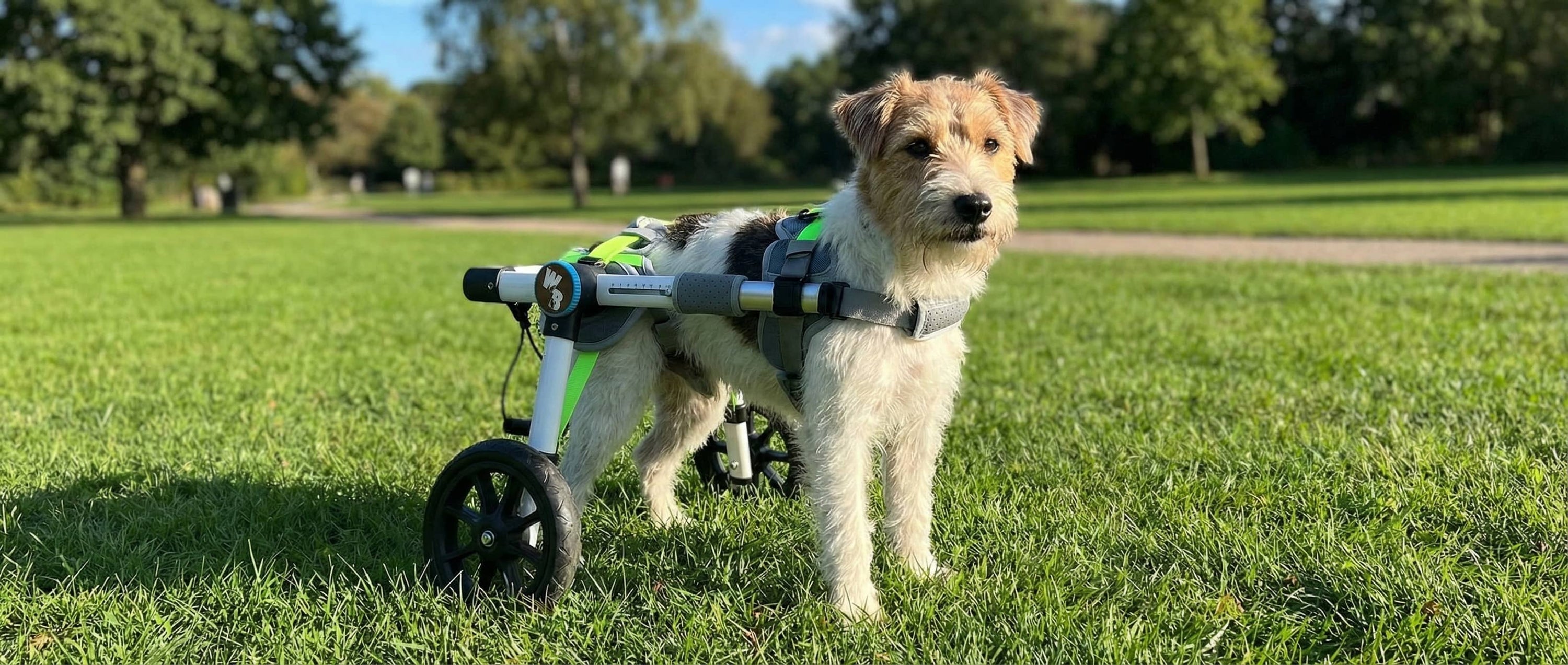 How To Introduce Your Dog To A Wheelchair: First Session Steps