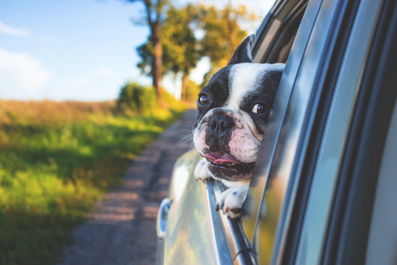 Can Dogs Get Car Sick?