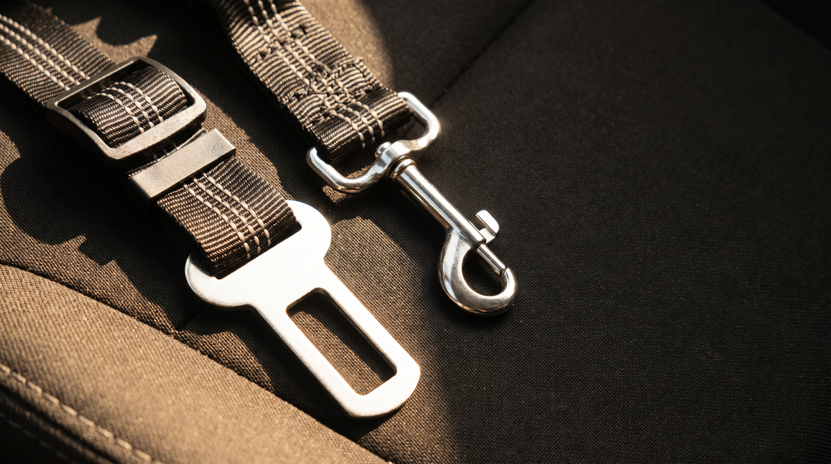 Close detail of a dog seat belt restraint's metal clip and buckle hardware