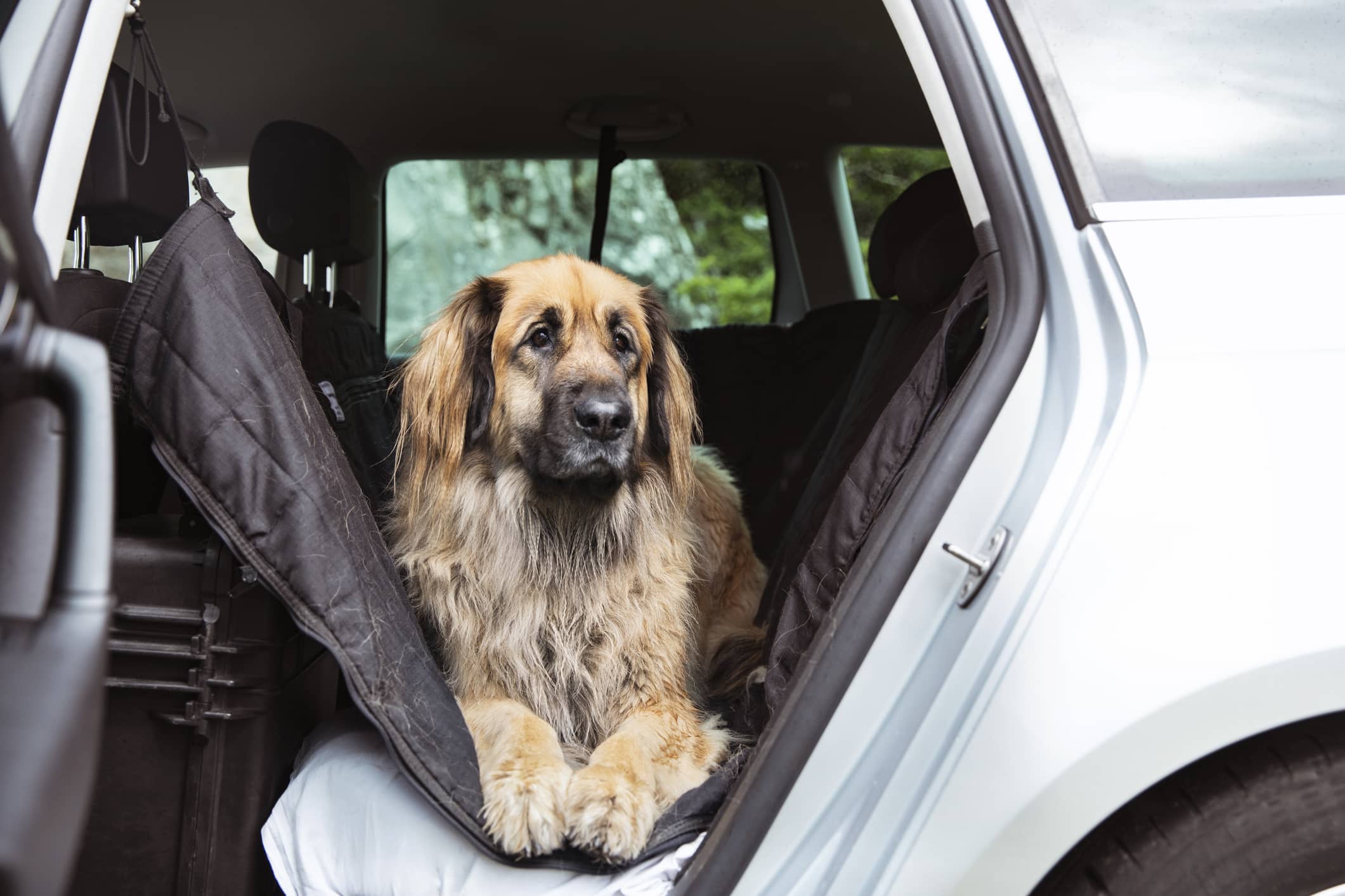 Whisker Bark Vs 4Knines Vs BarksBar For Large Dogs Compared
