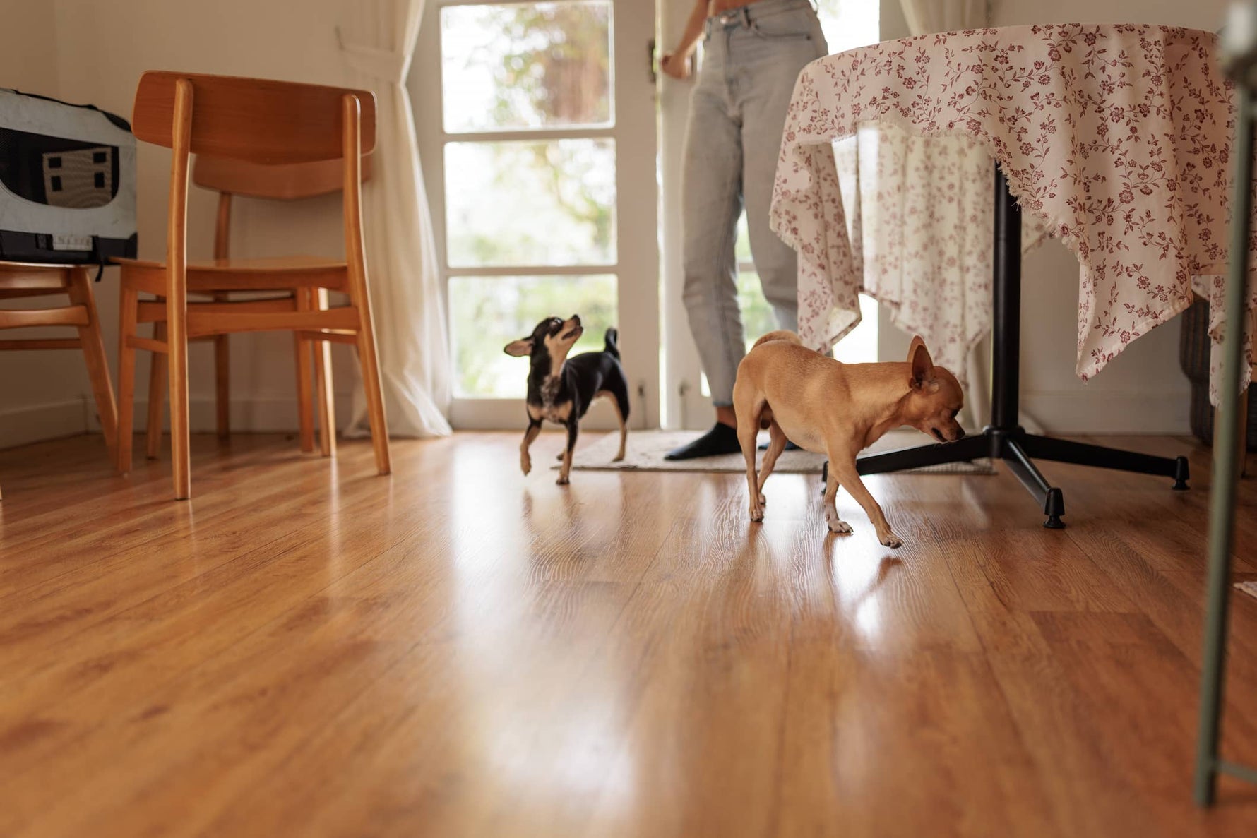 Dog Car Seat Cover Guide for Multi-Dog Households