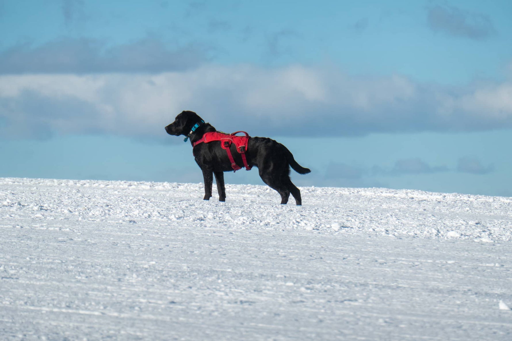 Anxiety-Friendly Car Setup For Nervous And Rescue Dogs