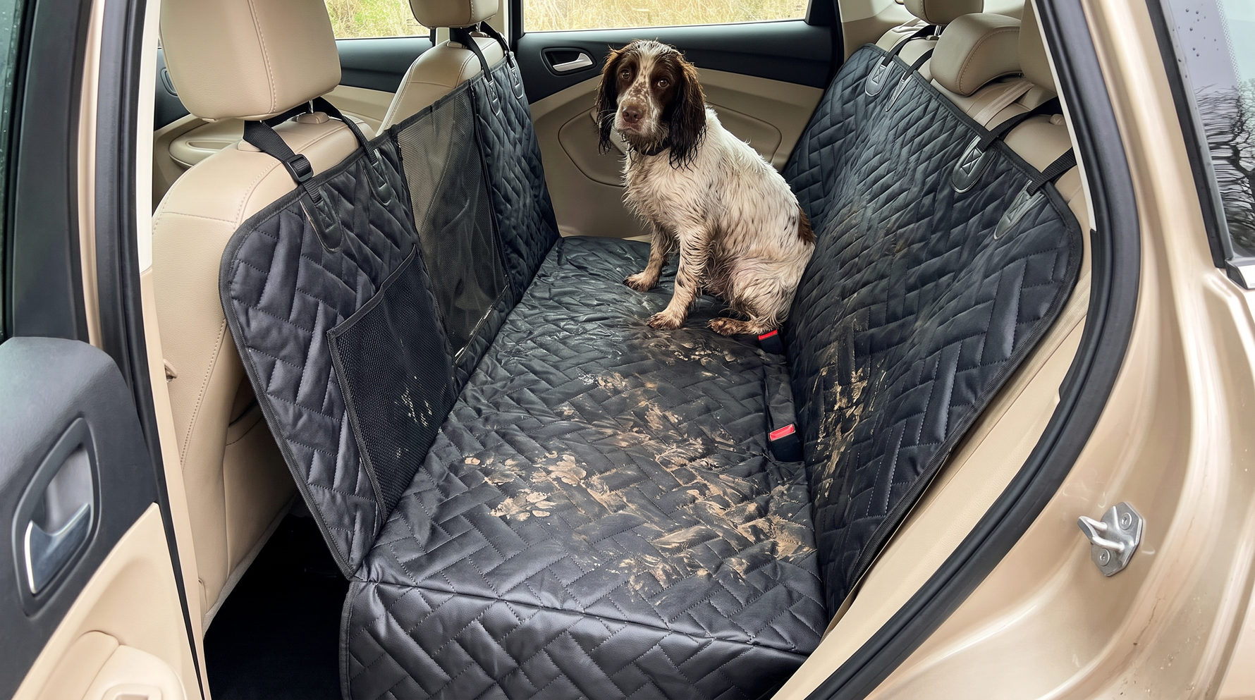 A wet spaniel on a seat cover protecting a car back seat from mud