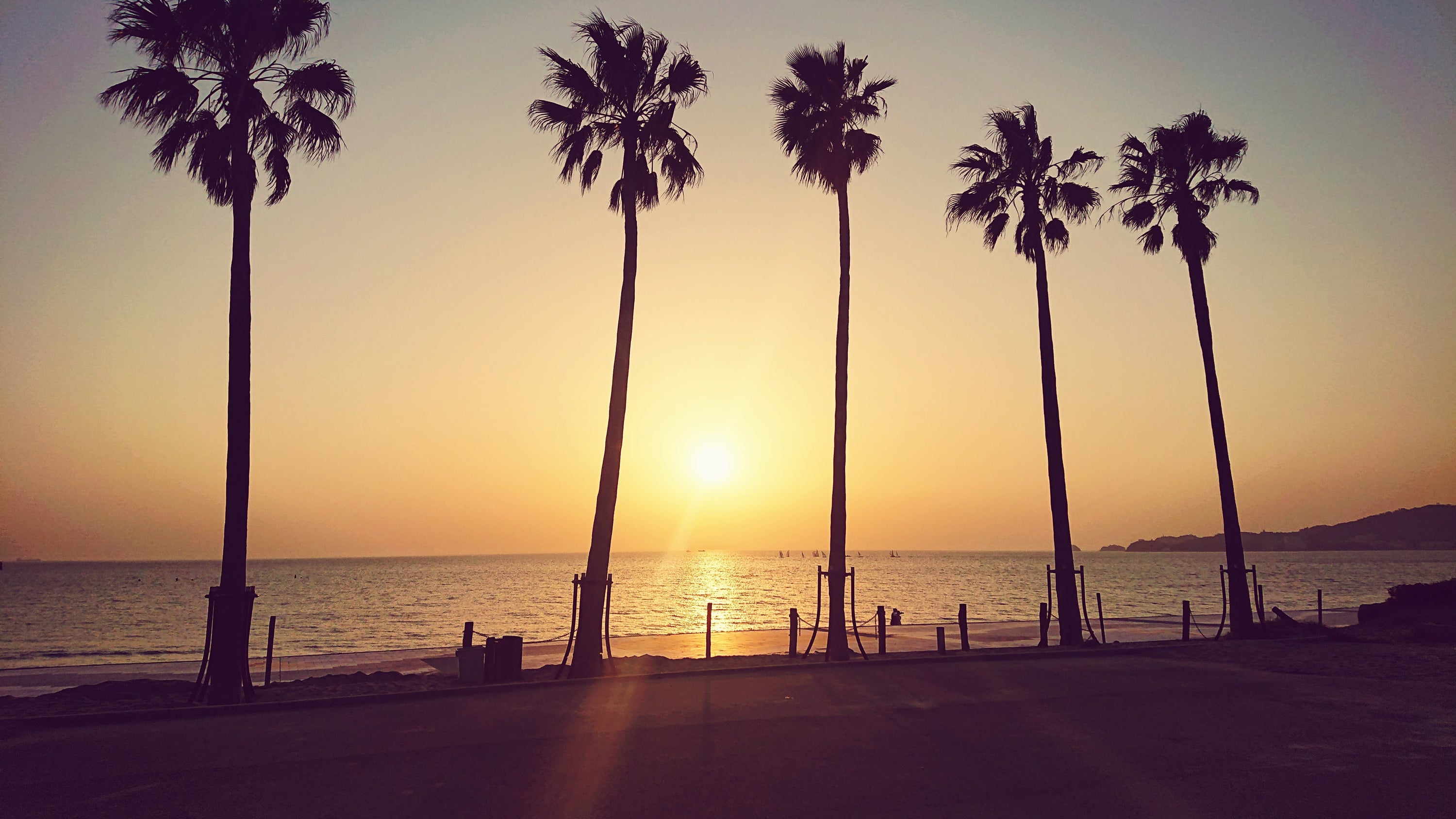 Scenic view of california's beach and palm trees