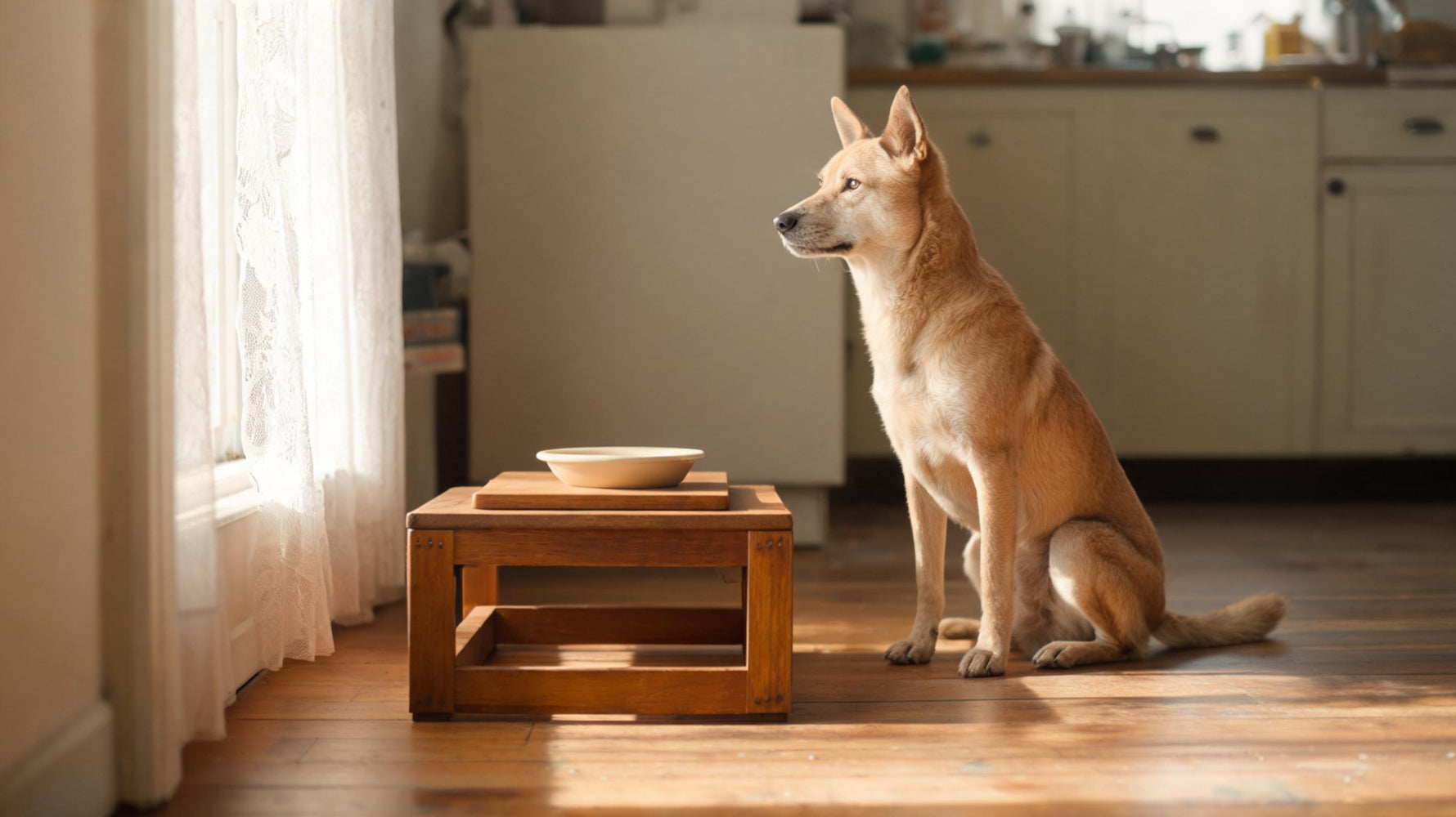 A dog sitting upright beside a raised feeding stand in a sunlit kitchen