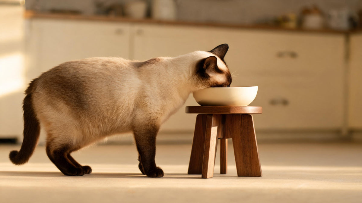 A Siamese cat eating from a bowl on a raised wooden stand
