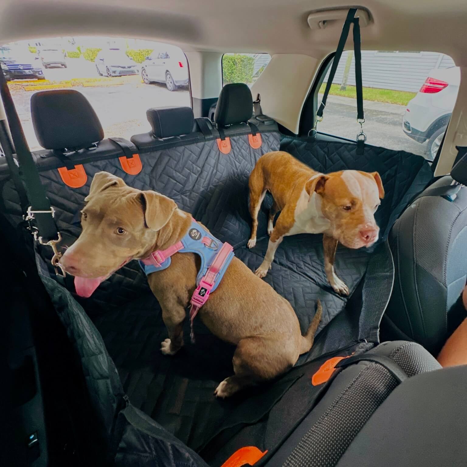 Back Seat Extender for Dogs up to 400lbs with  2 dogs on it