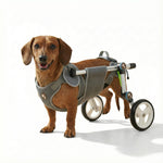 Dachshund in a gray dog wheelchair on a white background