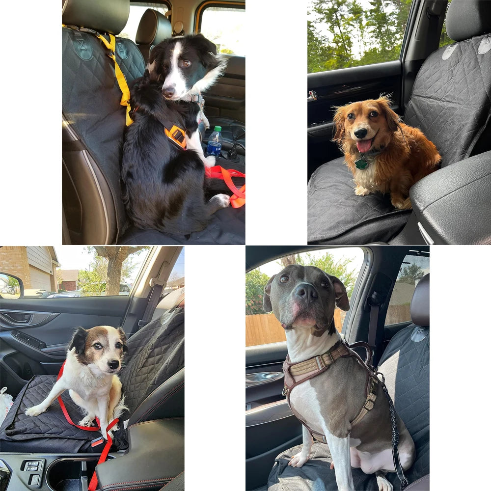 Dog Front Car Seat dogs demostration