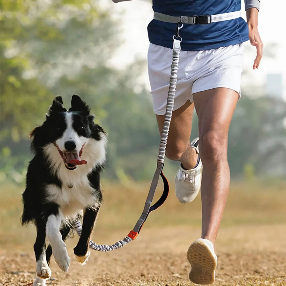 Hands-Free Reflective Waist Dog Leash with Double Handles