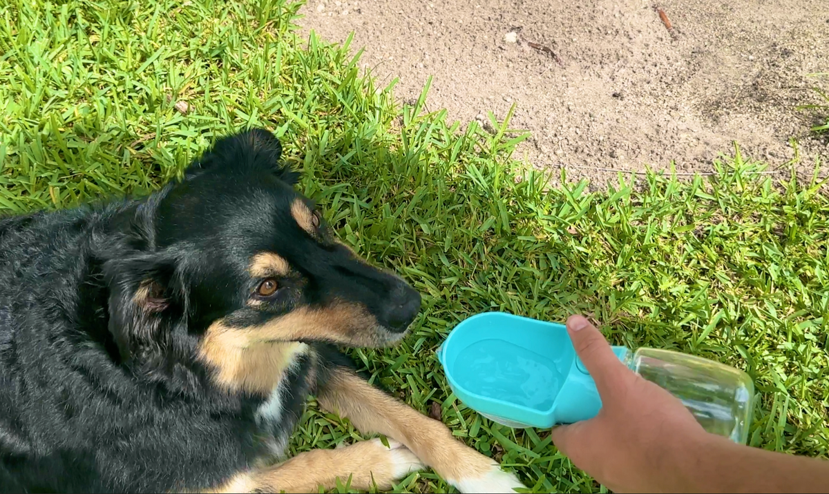 Dog drinking from a Whisker Bark portable water bottle outdoors