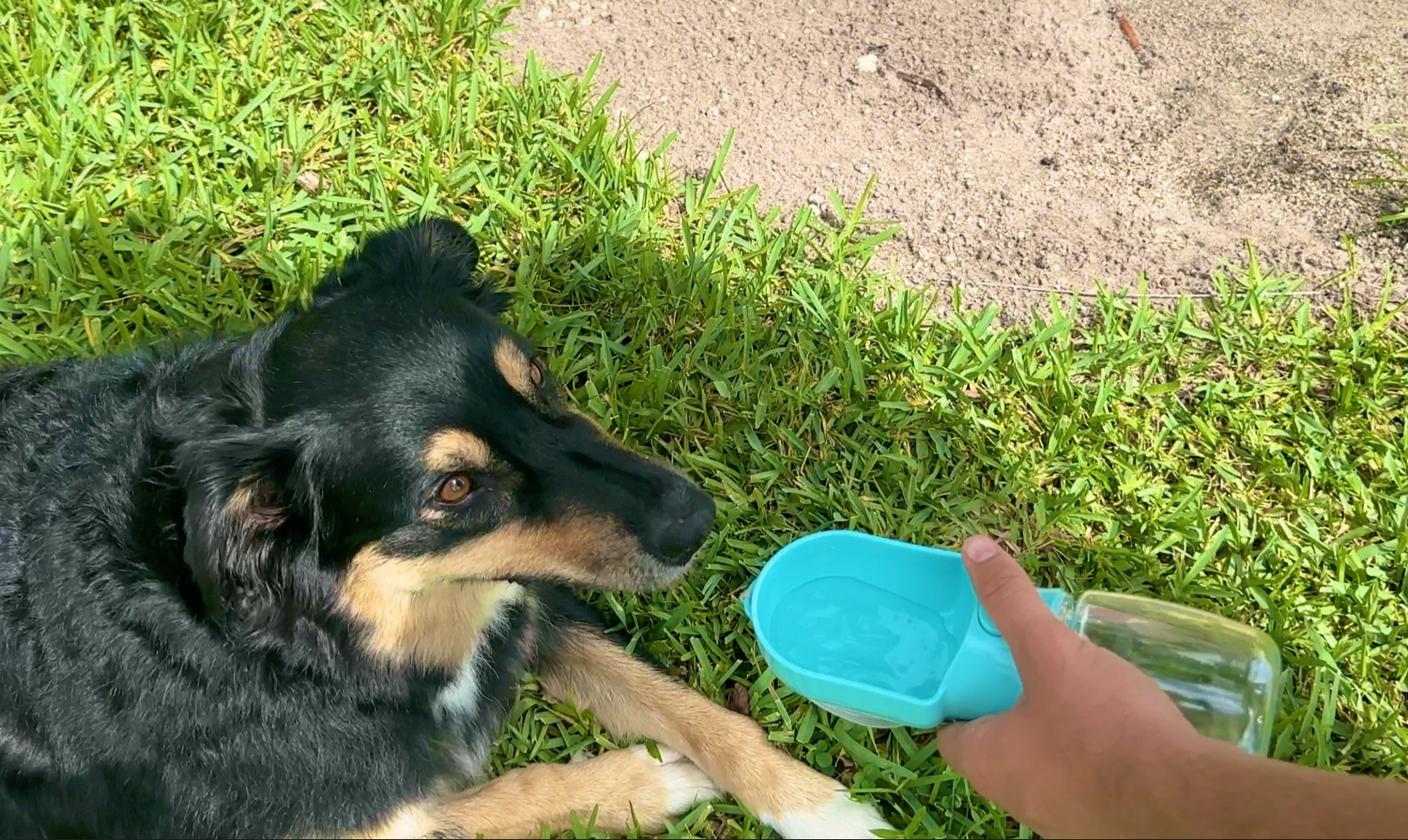 Australian sheppard drinking water from a portable dog water bottle