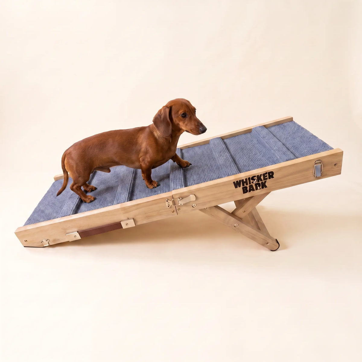 Dachshund standing on the Whisker Bark folding dog ramp against a cream background.
