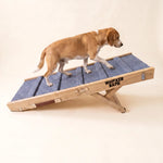 Beagle walking up the Whisker Bark folding dog ramp on a cream background.