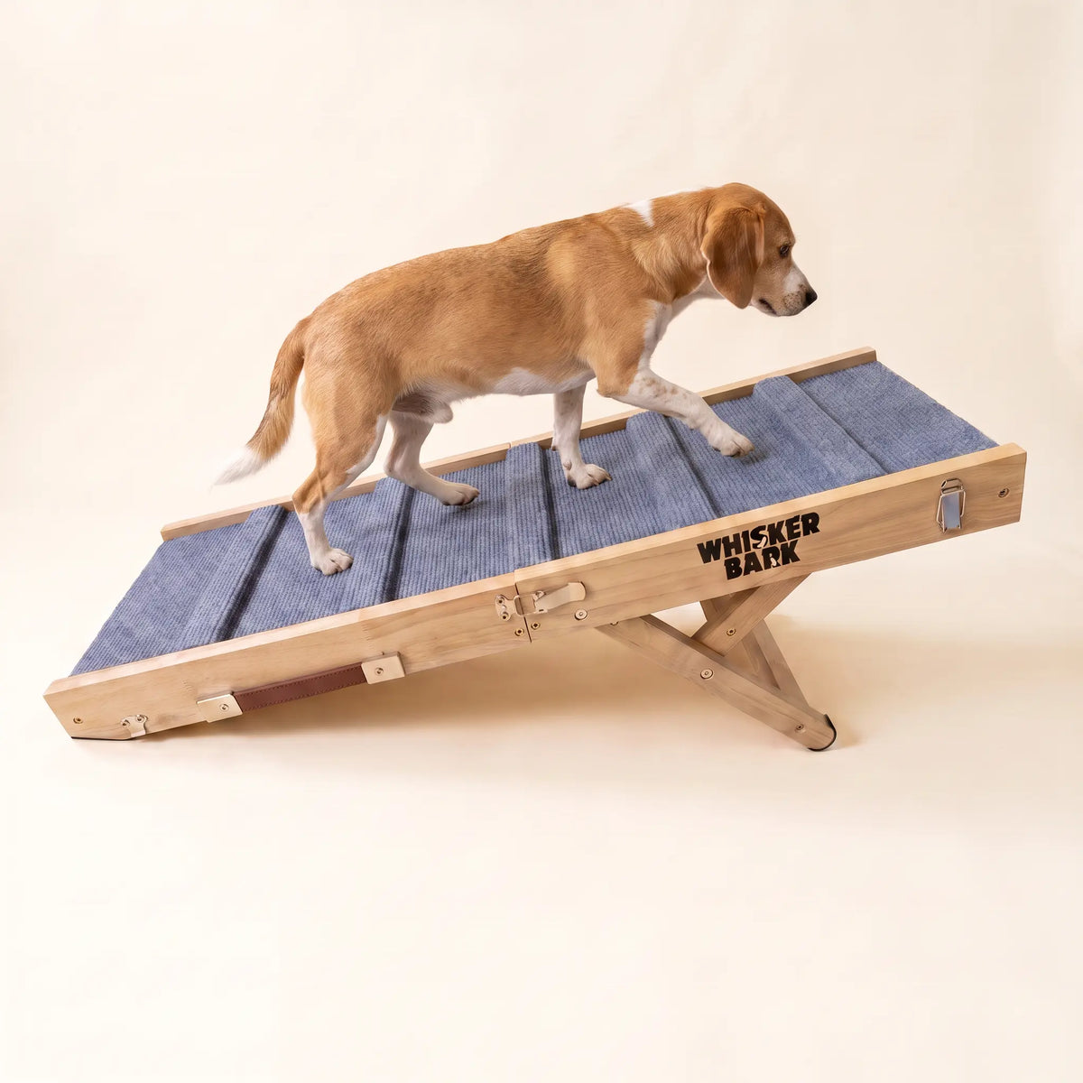 Beagle walking up the Whisker Bark folding dog ramp on a cream background.