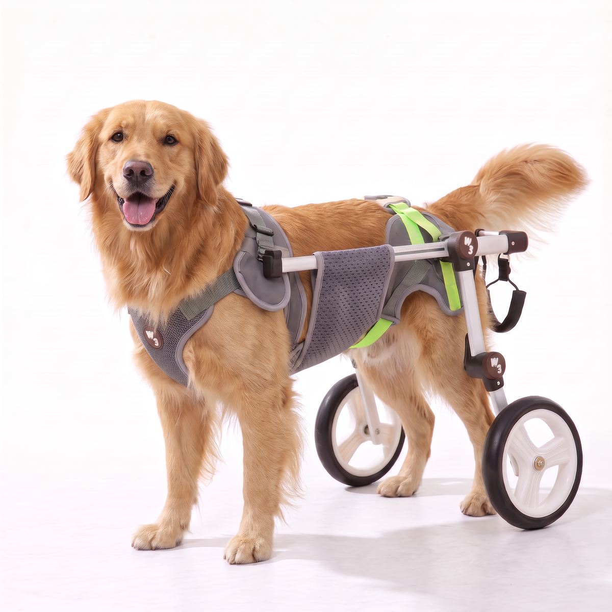 A golden retriever dog standing on a white studio background wearing a gray and black wheeled dog wheelchair harness with bright green accents.