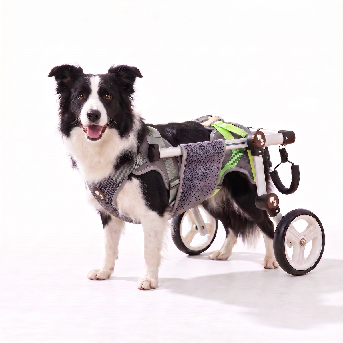 A black and white Border Collie stands on a white studio background wearing a dog wheelchair harness and cart.