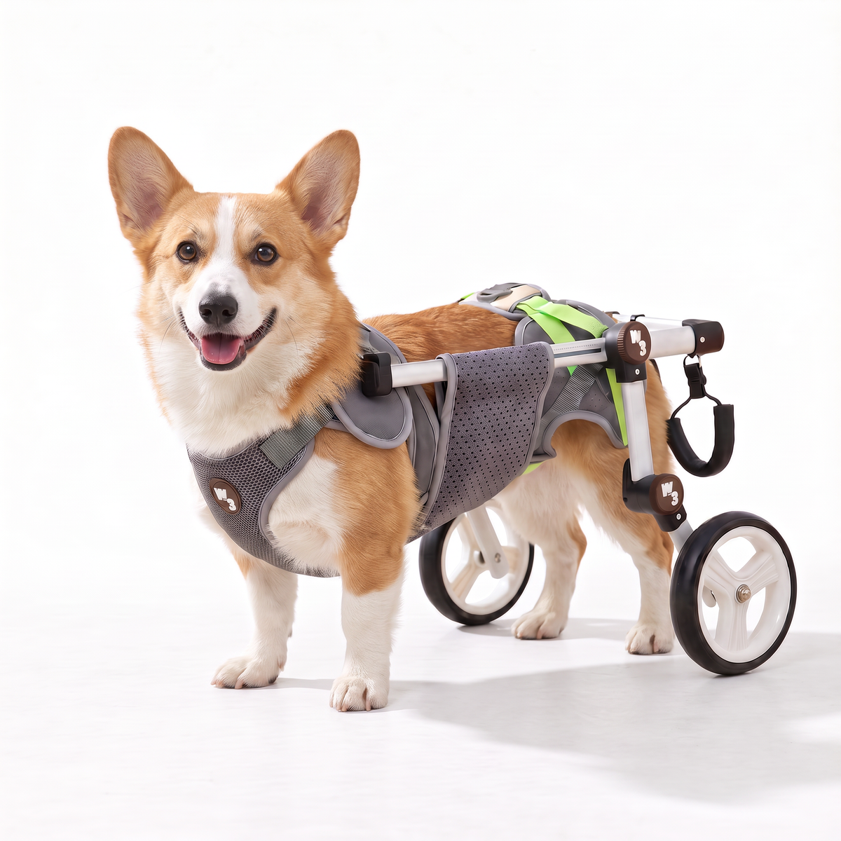 A corgi dog wearing a gray and lime green harness attached to a wheeled mobility support frame, photographed on a clean white studio background.
