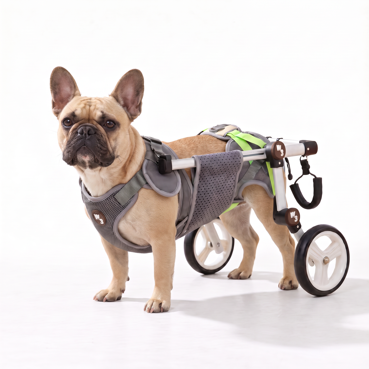 A fawn French Bulldog standing on a white studio background wearing a gray mesh dog wheelchair harness with green accents and three wheels.