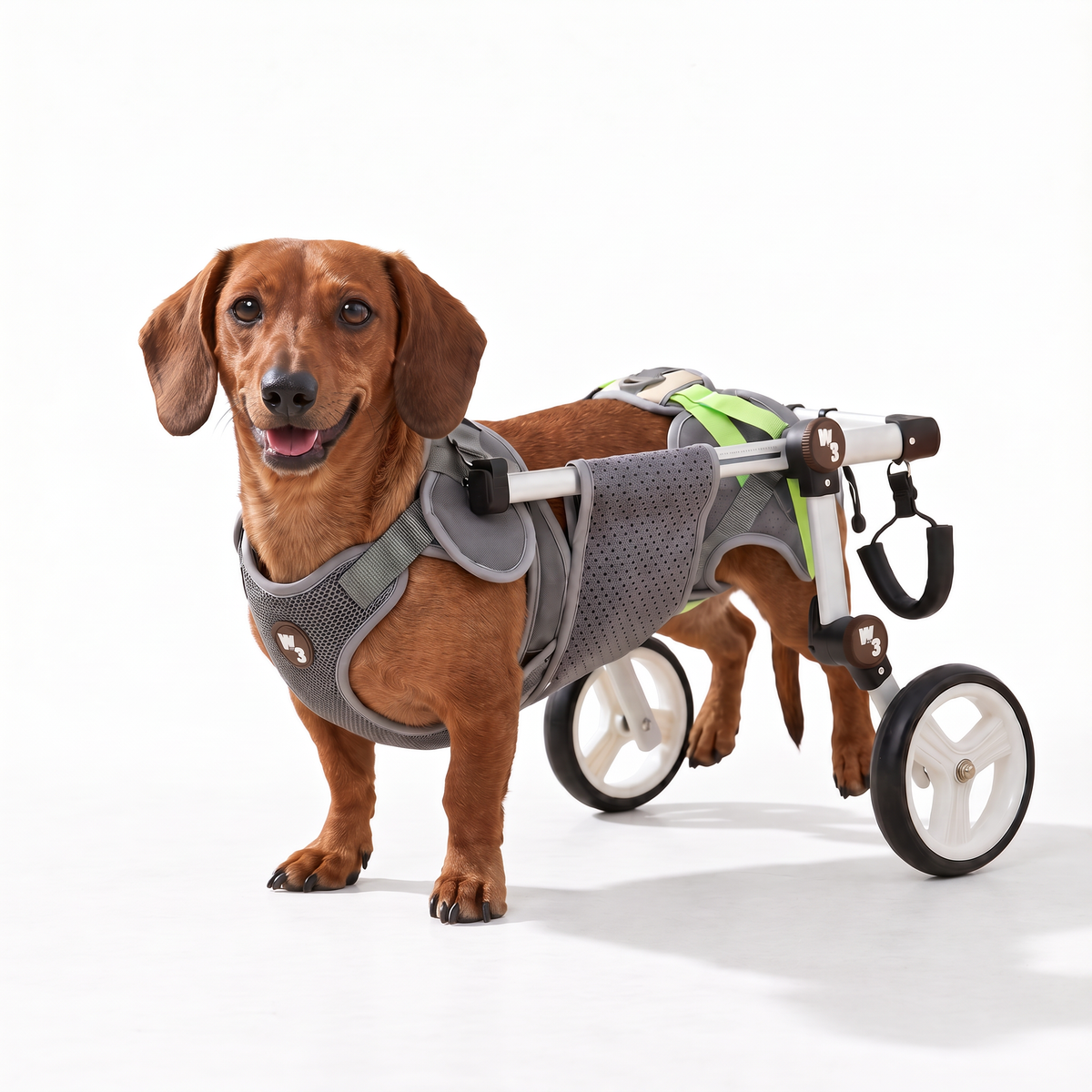 Dachshund in a gray rear-leg dog wheelchair on a white background