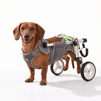 Dachshund in a gray rear-leg dog wheelchair on a white background
