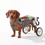 Dachshund in a gray rear-leg dog wheelchair on a white background