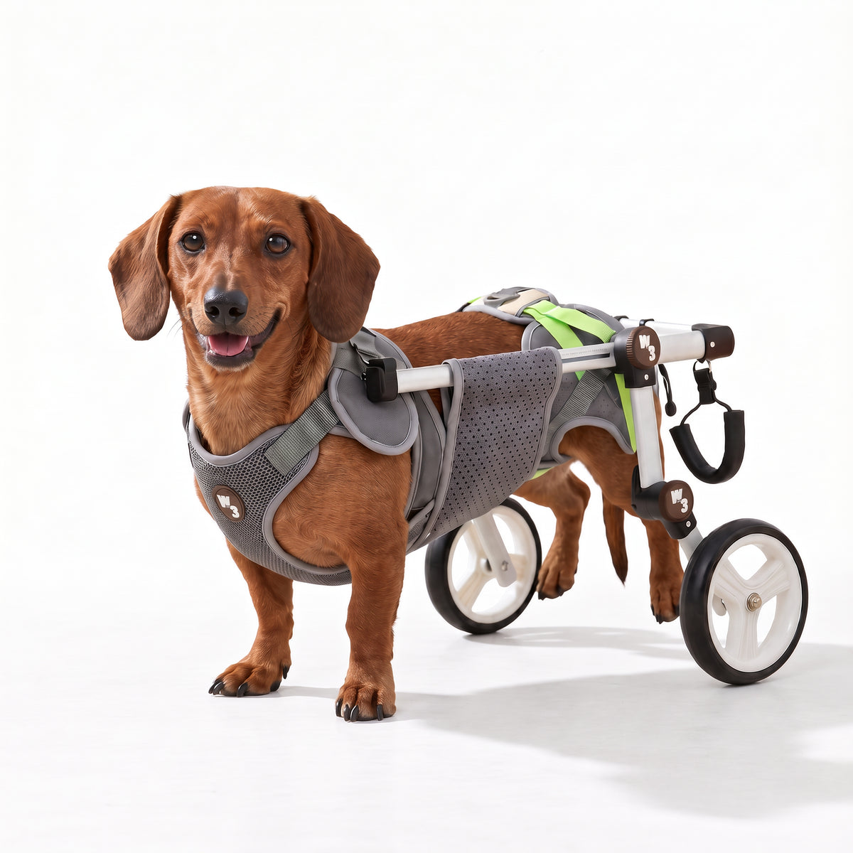 Dachshund in a gray rear-leg dog wheelchair on a white background