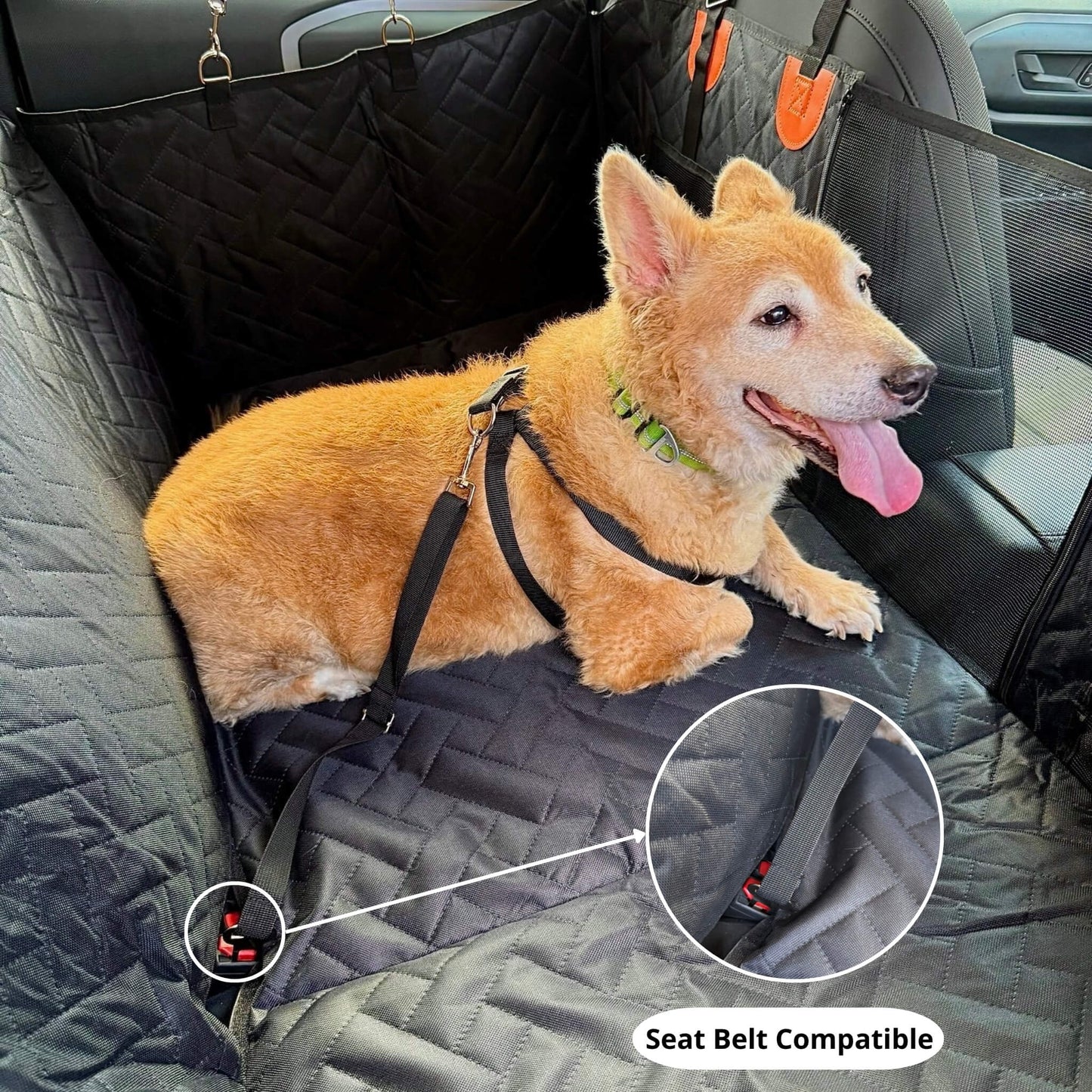 dog in a seat belt compatible car seat hard bottom