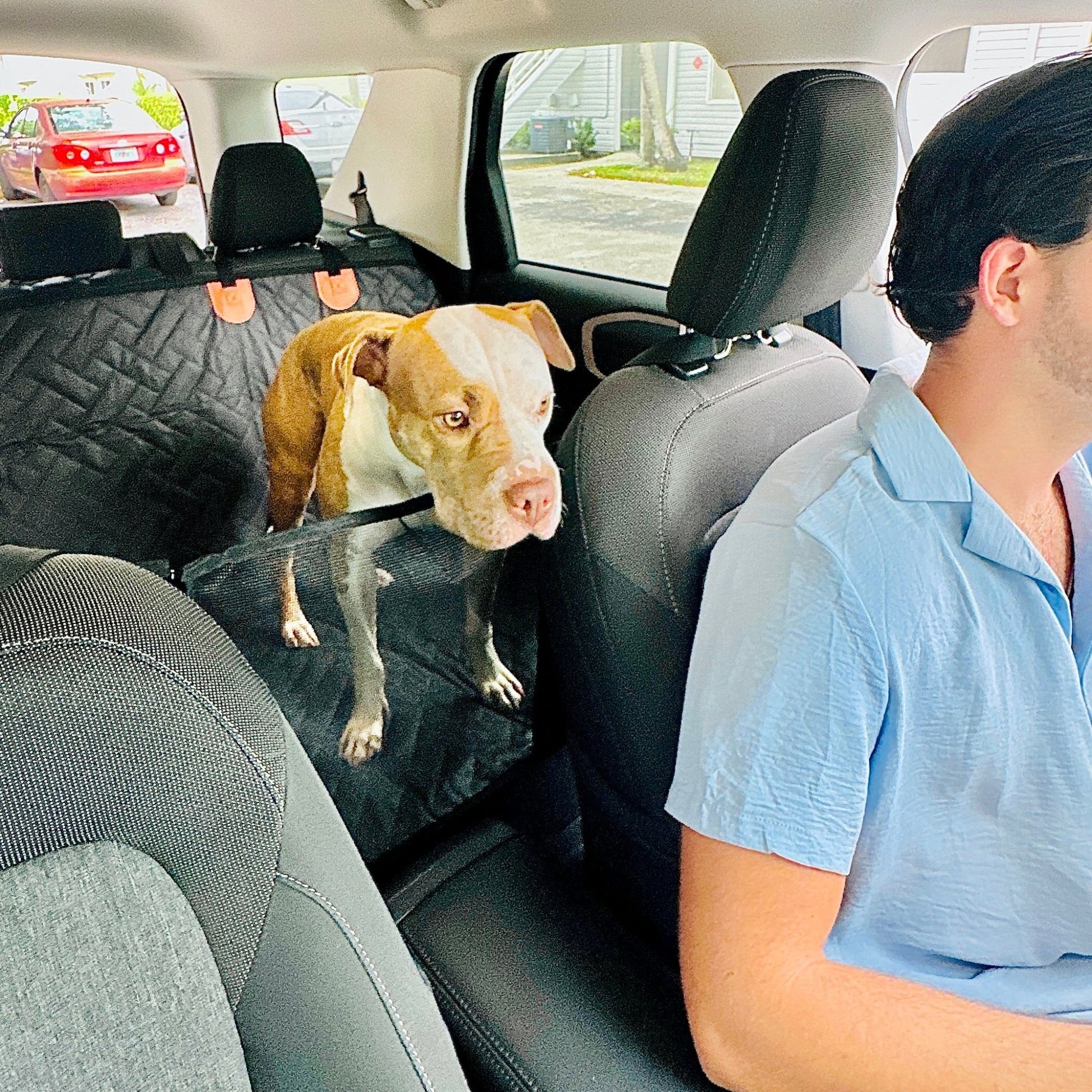 dog looking to the front of the car hrough a window mesh in a car seat