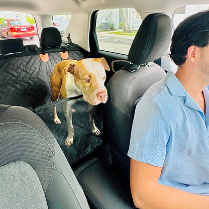 dog looking to the front of the car hrough a window mesh in a car seat